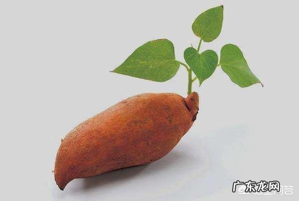 母猪吃洋葱秧和土豆秧行吗?