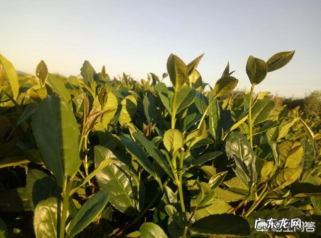 日照绿茶什么牌子的较好，价钱大约是多少？