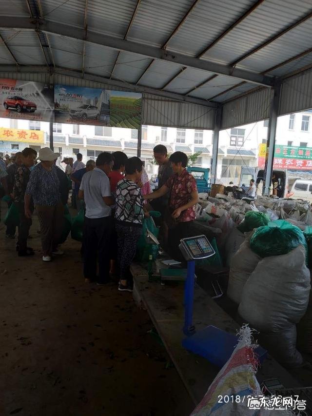 日照绿茶什么牌子的较好，价钱大约是多少？