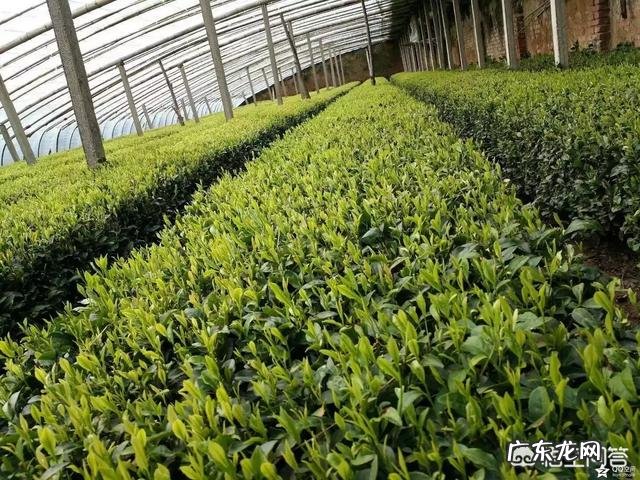 日照绿茶什么牌子的较好，价钱大约是多少？