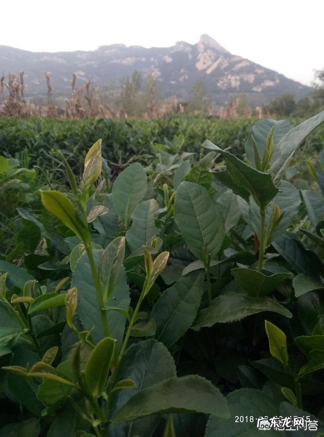 日照绿茶什么牌子的较好，价钱大约是多少？