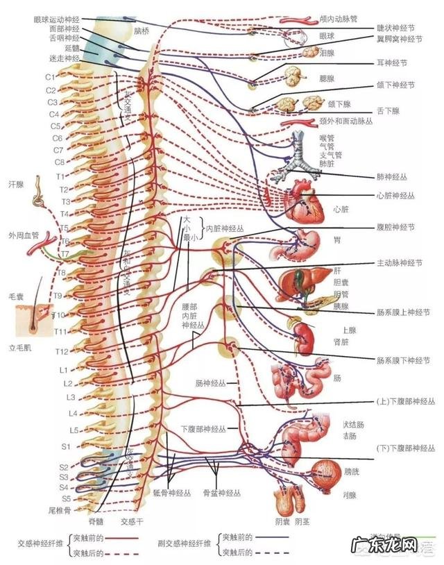中医的“饮食有节,起居有常”是什么意思怎样做呢