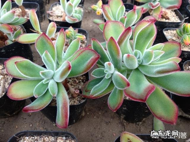 雅乐之舞的叶子枯了怎么办? 雅乐之舞老桩叶子掉光了怎么办