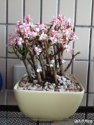 雅乐之舞的叶子枯了怎么办？ 雅乐之舞老桩叶子掉光了怎么办