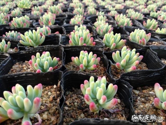 雅乐之舞的叶子枯了怎么办? 雅乐之舞老桩叶子掉光了怎么办