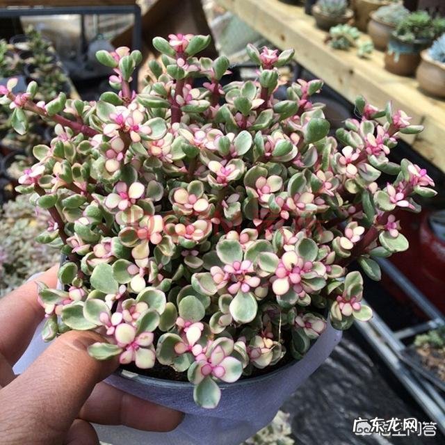 雅乐之舞的叶子枯了怎么办? 雅乐之舞老桩叶子掉光了怎么办