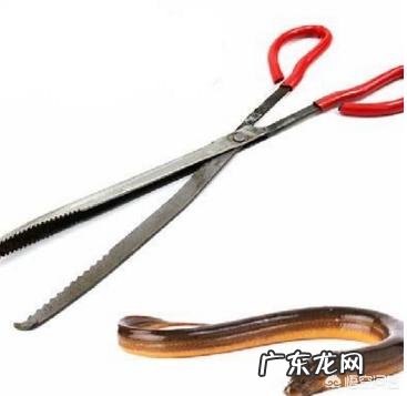 农村里现在还有拿夜黄蟮的习惯吗?主要用什么东西捉?