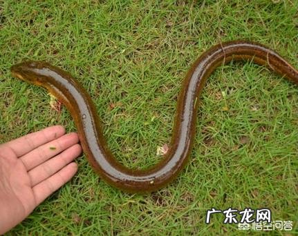 农村里现在还有拿夜黄蟮的习惯吗?主要用什么东西捉?