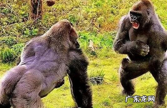 银背大猩猩打不过花豹是谣言吗