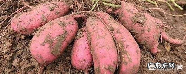 高血压可以吃白苕吗？为什么？