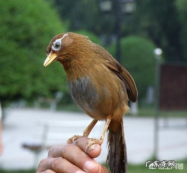 画眉鸟的选择,有什么值得说道吗