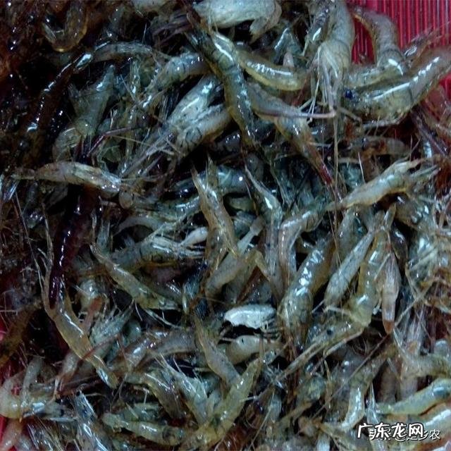 怎么养殖河虾河虾的习性怎么喂养河虾河虾需要的水