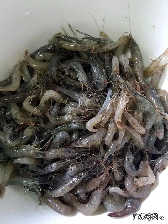 怎么养殖河虾河虾的习性怎么喂养河虾河虾需要的水