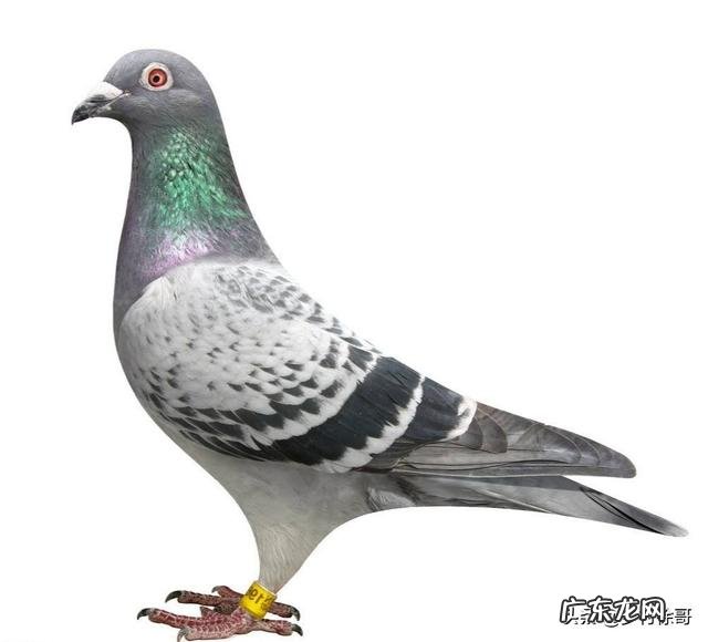 养殖什么品种的肉鸽比较好?有人说白羽王鸽不错,是不是真的?