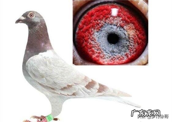 养殖什么品种的肉鸽比较好?有人说白羽王鸽不错,是不是真的?