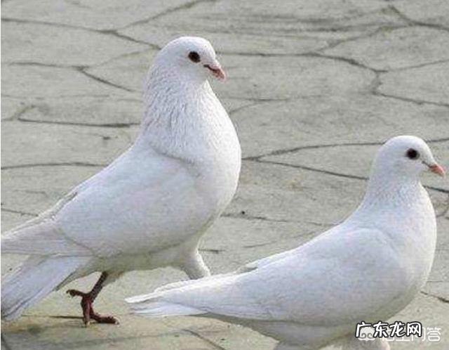 养殖什么品种的肉鸽比较好?有人说白羽王鸽不错,是不是真的?