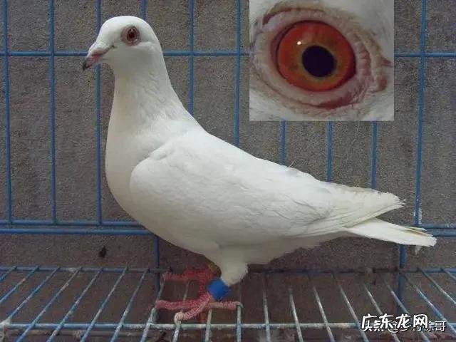养殖什么品种的肉鸽比较好?有人说白羽王鸽不错,是不是真的?