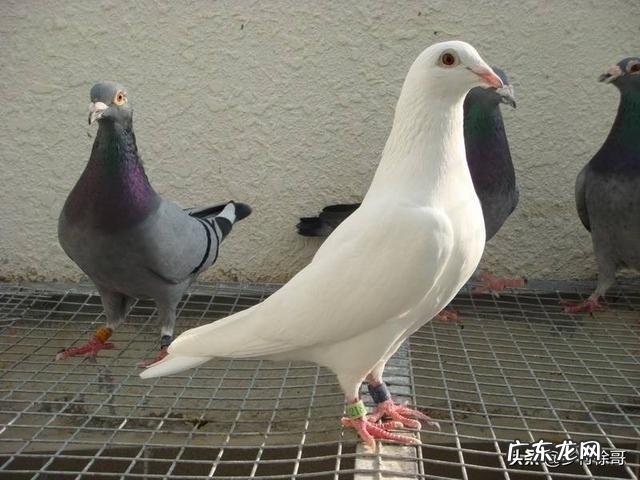 养殖什么品种的肉鸽比较好?有人说白羽王鸽不错,是不是真的?