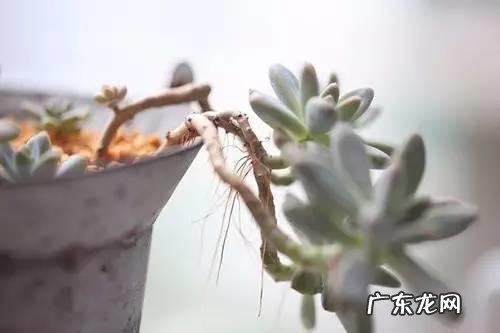 请问多肉叶片散开下垂是怎么回事? 多肉叶片落下怎么办