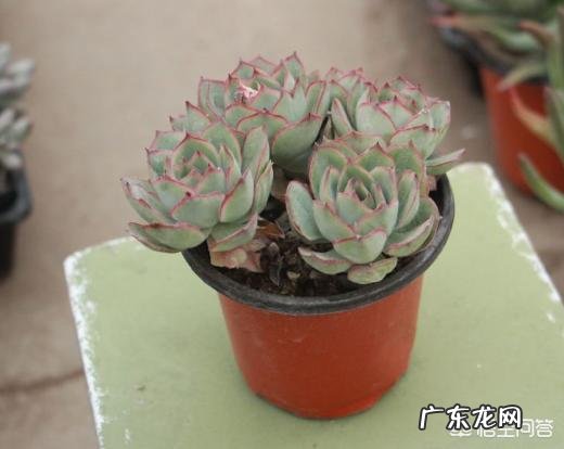 请问多肉叶片散开下垂是怎么回事? 多肉叶片落下怎么办