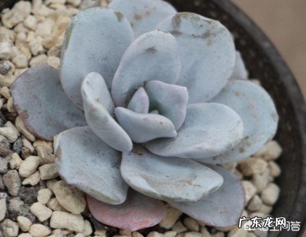 请问多肉叶片散开下垂是怎么回事? 多肉叶片落下怎么办