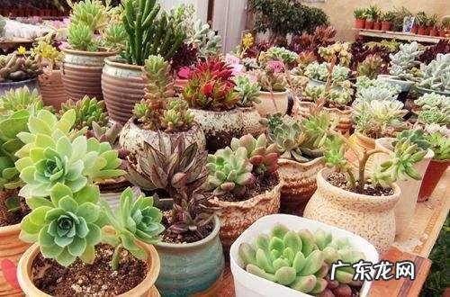 请问多肉叶片散开下垂是怎么回事? 多肉叶片落下怎么办