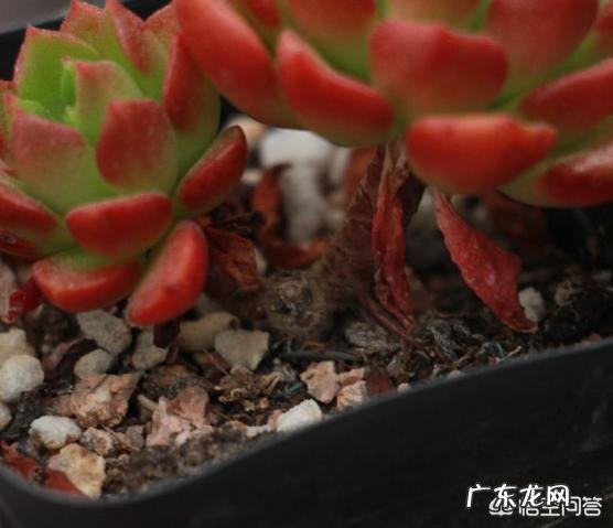 请问多肉叶片散开下垂是怎么回事? 多肉叶片落下怎么办