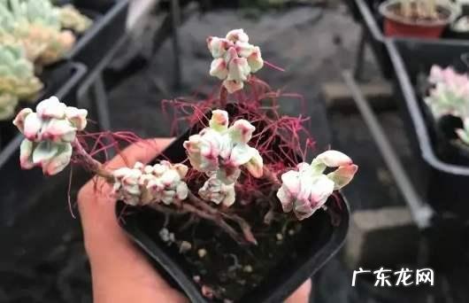 请问多肉叶片散开下垂是怎么回事? 多肉叶片落下怎么办