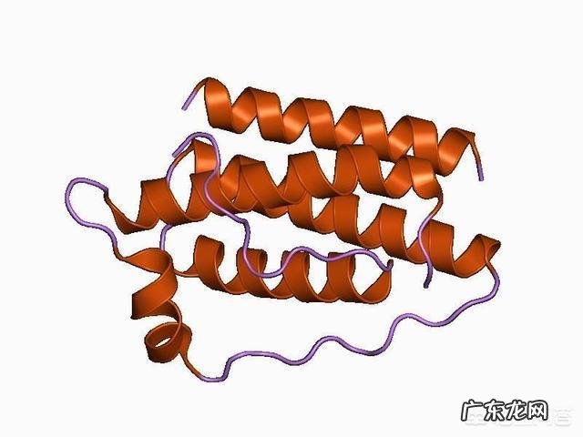 身体缺少什么东西脂肪会容易囤积?