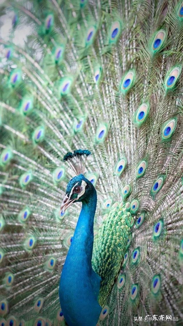 男朋友家不给彩礼，还有必要结婚吗？ 男朋友说不给彩礼了怎么办