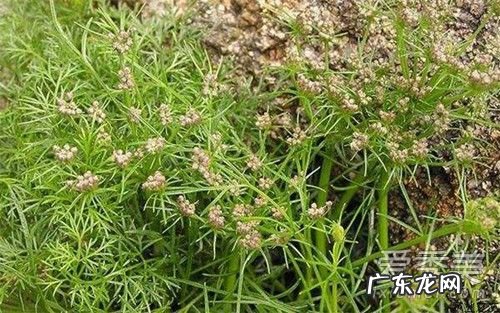 茴香草是什么 茴香草孕妇可以吃吗