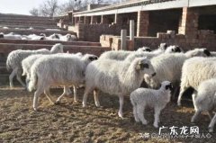 羊吃草喂玉米都不长肉越吃越瘦是什么原因？