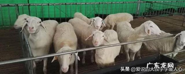 羊吃草喂玉米都不长肉越吃越瘦是什么原因?