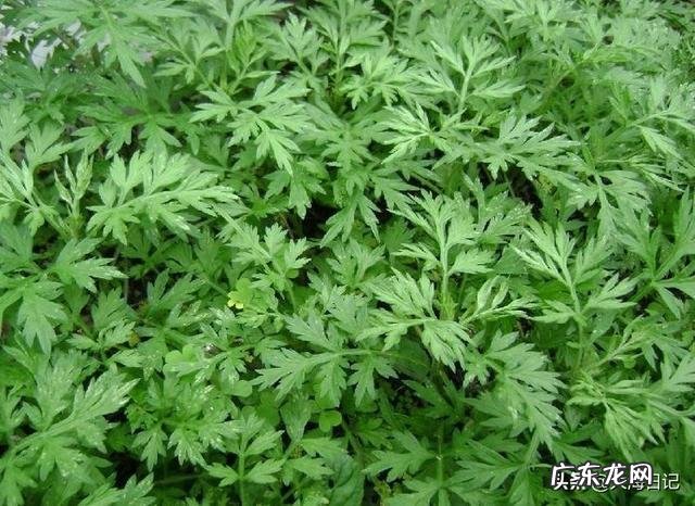 艾草能吃吗?艾草有哪些功效?