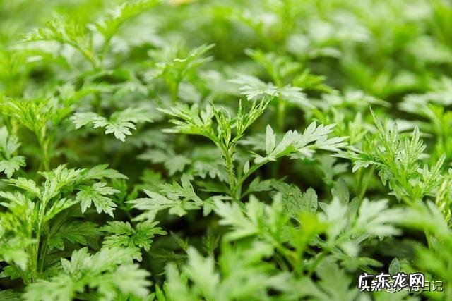 艾草能吃吗?艾草有哪些功效?