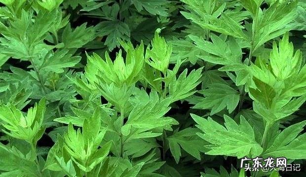 艾草能吃吗?艾草有哪些功效?