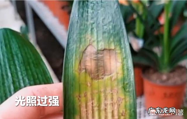 长寿花叶子变黄掉落怎么办?