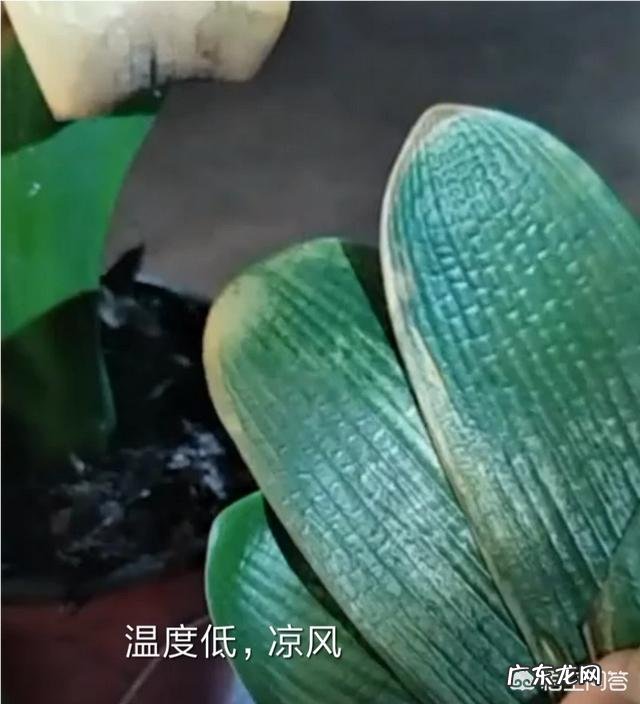 长寿花叶子变黄掉落怎么办？