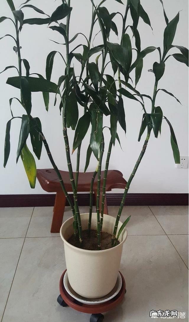 长寿花叶子变黄掉落怎么办?