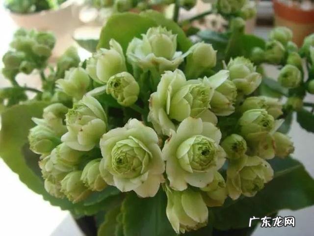 长寿花叶子变黄掉落怎么办?