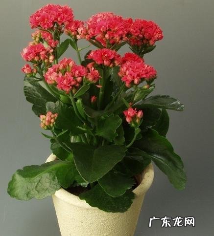 长寿花叶子变黄掉落怎么办?