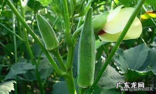 赵云为何没有出来应战吕布?