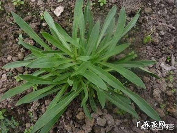 吃什么东西比较好消化呢? 吃什么东西能消化最快