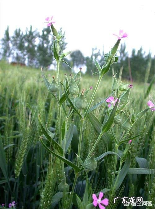 吃什么东西比较好消化呢? 吃什么东西能消化最快