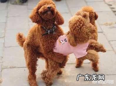 小狗不怎么长胖是什么原因