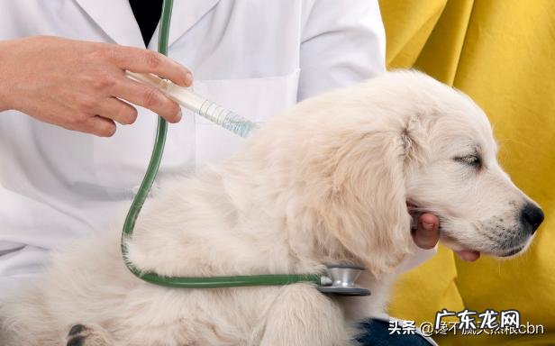 小狗不怎么长胖是什么原因