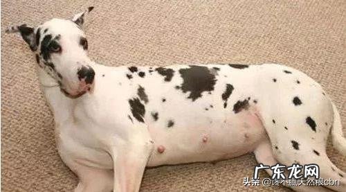 小狗不怎么长胖是什么原因