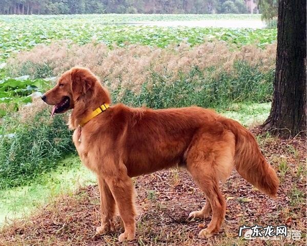 小狗不怎么长胖是什么原因