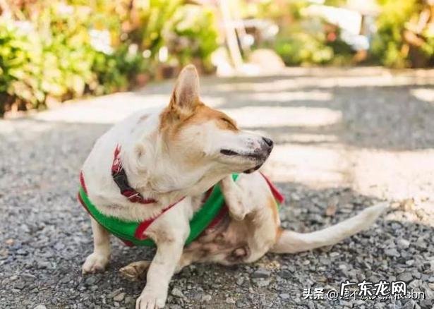 小狗不怎么长胖是什么原因