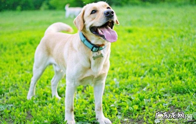 小狗不怎么长胖是什么原因